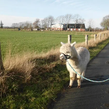 Alpaka Hof Sonnebull